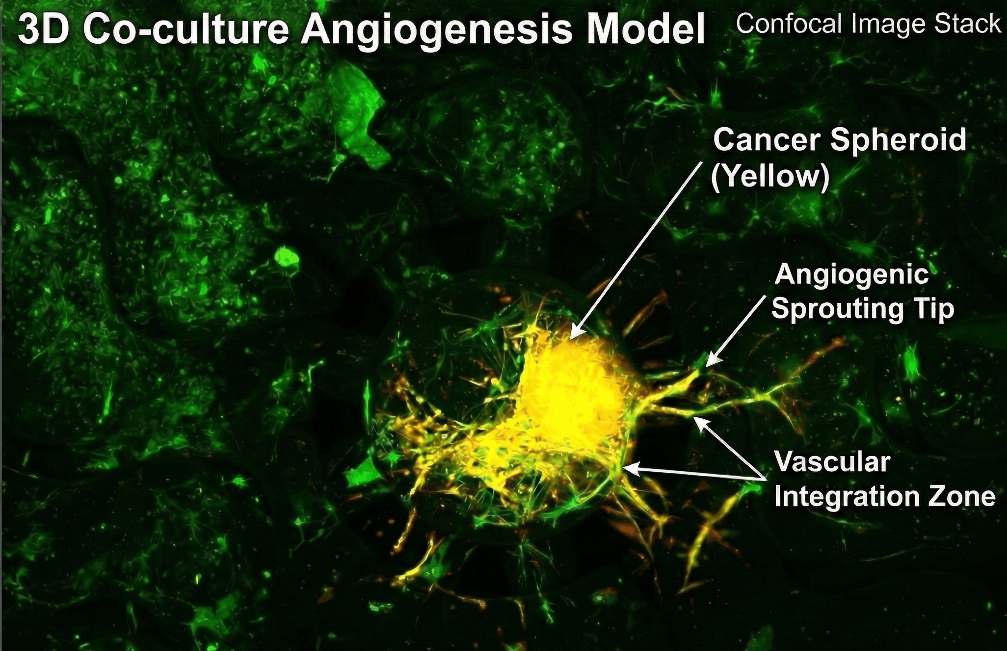 Vascularized tissue engineering